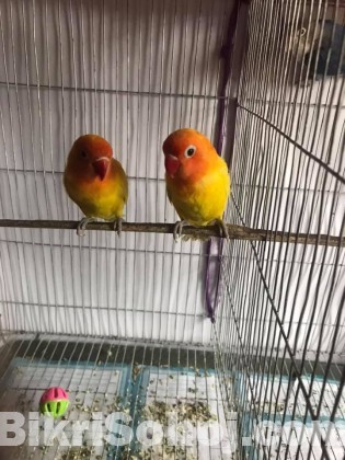 Yellow Fisher Love Birds Sell ( Running Pair )